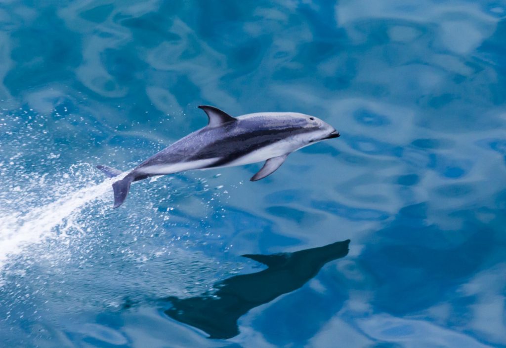 What do you see on a Kauai boat cruise?