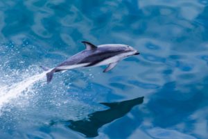 What do you see on a Kauai boat cruise?