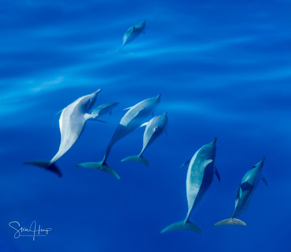 Wall art of group of spinner dolphins racing through the clear blue waters off the coast of Kauai