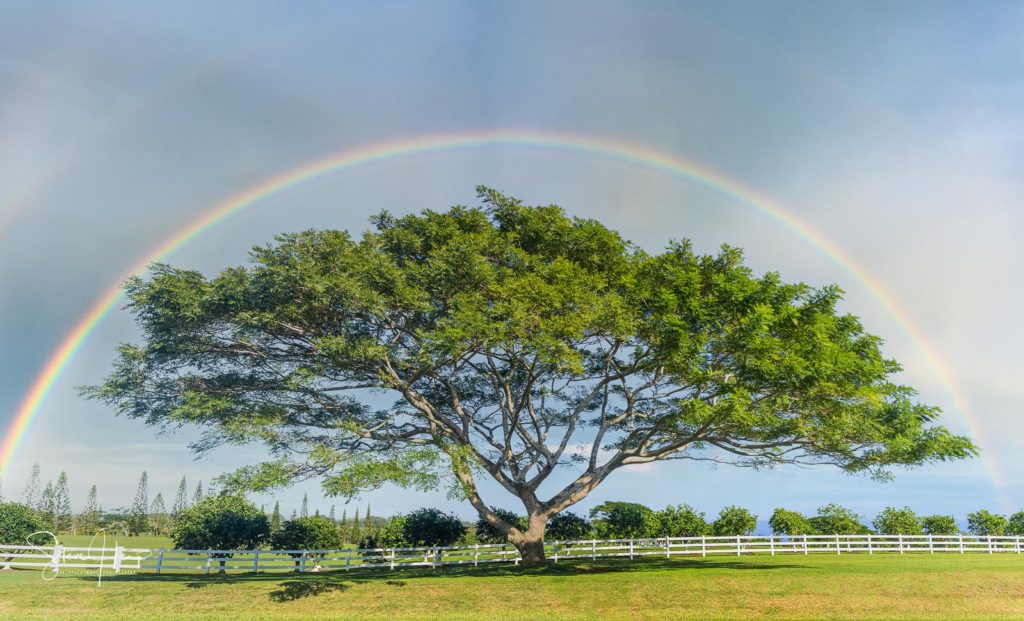 Tree of life photograph with a large acacia tree encased in a beautiful rainbow. Available as a metal print in my store