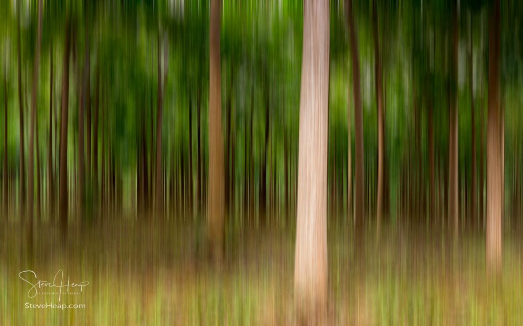 Artistic blurred motion image of plantation of Mahogany trees in Kauai, Hawaii, USA