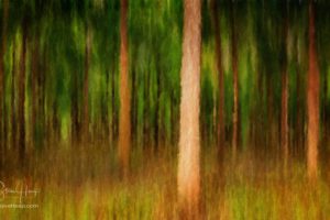 Creating mystery with a forest photograph