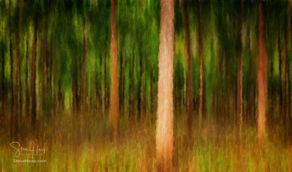 Artistic oil painted blurred motion image of plantation of Mahogany trees in forest