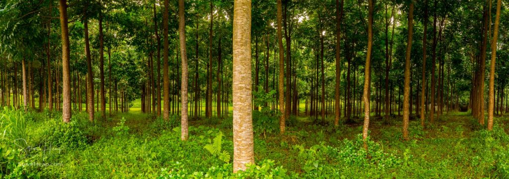 Panorama of trunks in plantation of Mahogany trees in Kauai, Hawaii, USA. Full product details can be found in my store