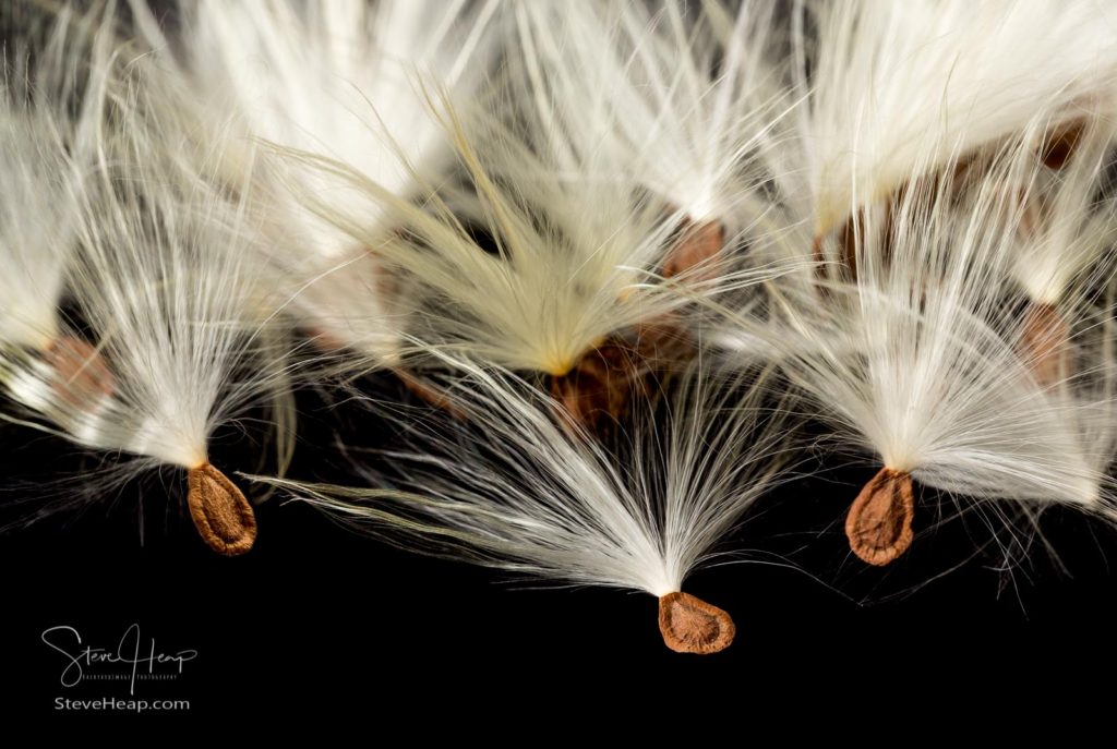 Swampweed seeds ready for their flight. Prints available through this my online store