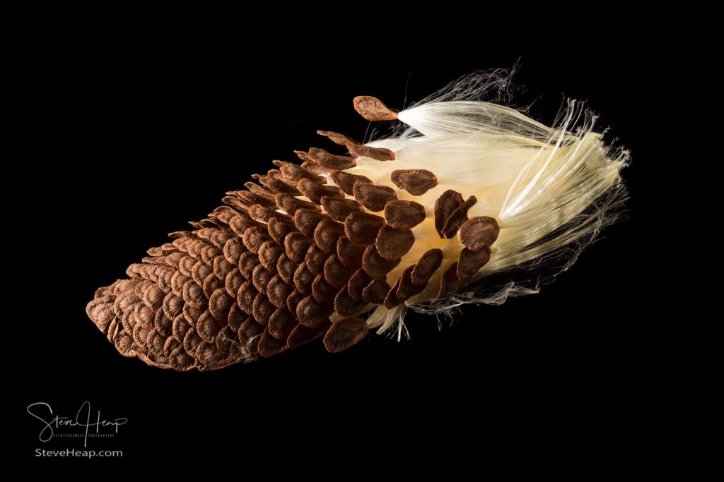 Seed pod from Swamp Milkweed flower which has wispy windblown feathery strands attached to brown seeds. Buy prints and other products in my store