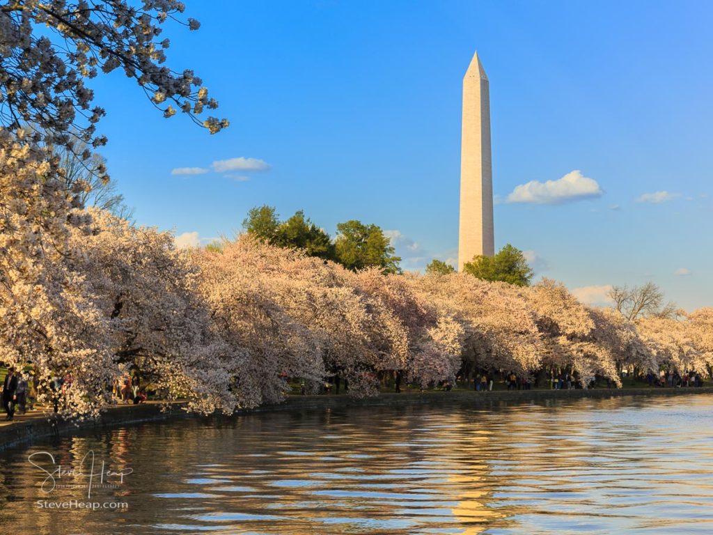 Cherry blossoms frame the Washington monument during Cherry Blossom Festival as the tidal basin reflects the blooms. Prints available in my store