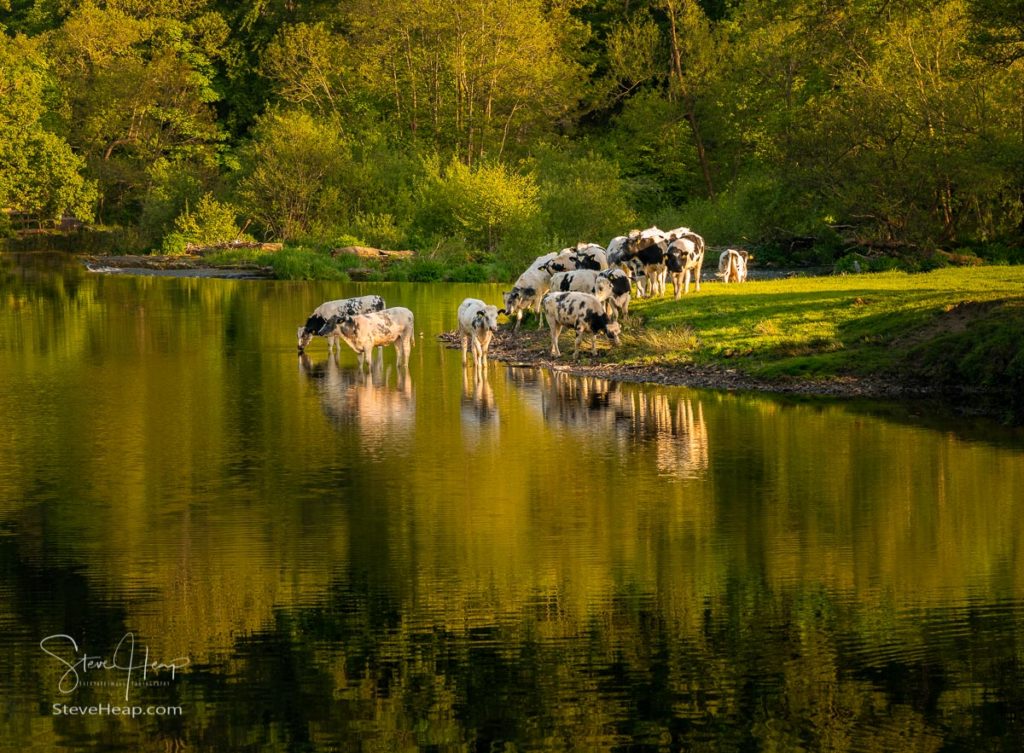 Focus on a herd of cows drinking in River Dee as it flows over the weir at Horseshoe falls on calm evening. Prints available in my store