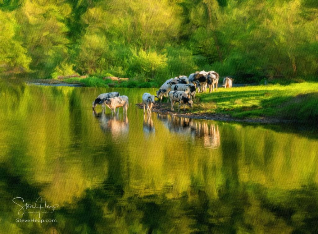 Digital oil painting of a herd of cows drinking in River Dee as it flows over the weir at Horseshoe falls on calm evening. Prints available in my store