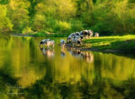 Herd of cows drinking in River Dee as it flows over the weir at Horseshoe falls on calm evening