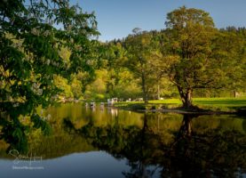 Herd of cows drinking in River Dee as it flows over the weir at Horseshoe falls on calm evening