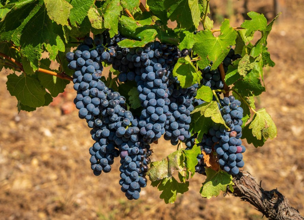 Bunches of black or red grapes for port wine production line the hillsides of the Douro valley in Portugal. Prints available in my store