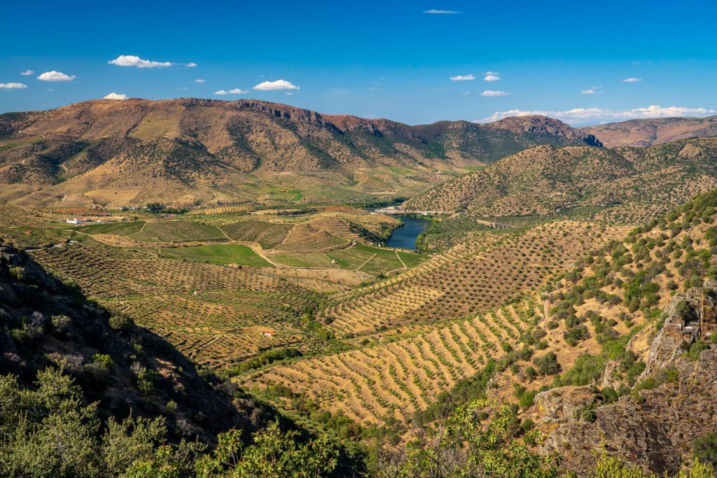 Terraces of grape vines for port wine production line the hillsides of the Douro valley at Barca de Alva in Portugal. Prints in my store