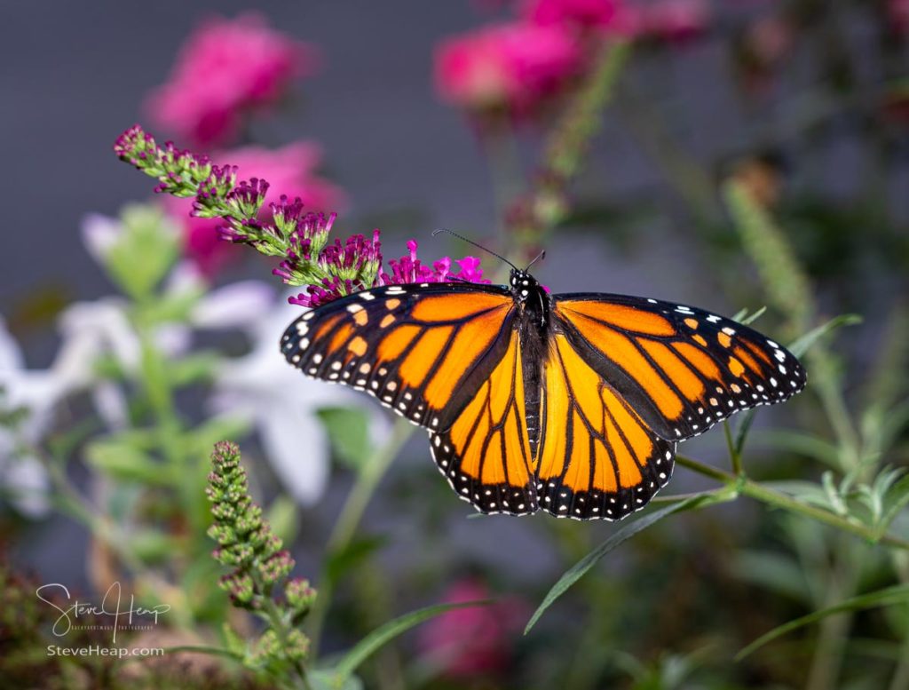 Beautiful orange and yellow monarch butterfly feeding on the plants in a domestic garden. Prints available with free shipping here