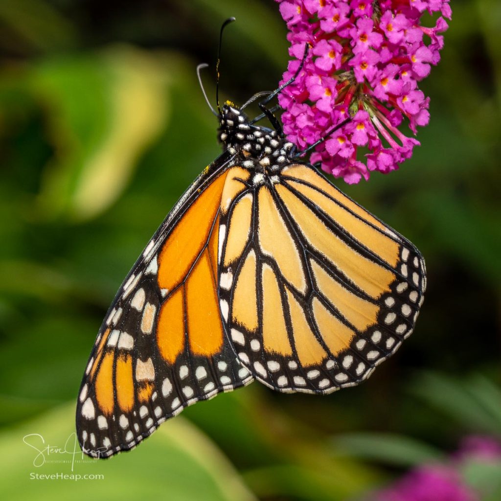Beautiful orange and yellow monarch butterfly feeding on the plants in a domestic garden. Prints available with free shipping here