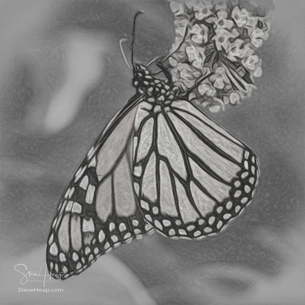 Pencil drawing using digital techniques of a beautiful monarch butterfly feeding on the plants in a domestic garden. Prints available here