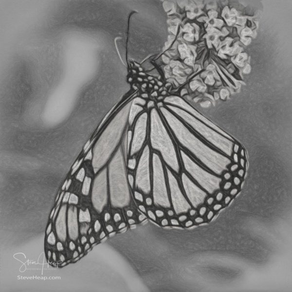 Pencil drawing using digital techniques of a beautiful orange and yellow monarch butterfly feeding on the plants in a domestic garden