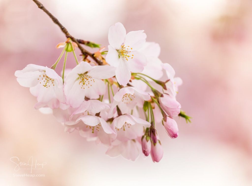 Detailed macro photo of a bunch of bright Japanese cherry blossom flowers set against a defocused pink background. Prints available in my store