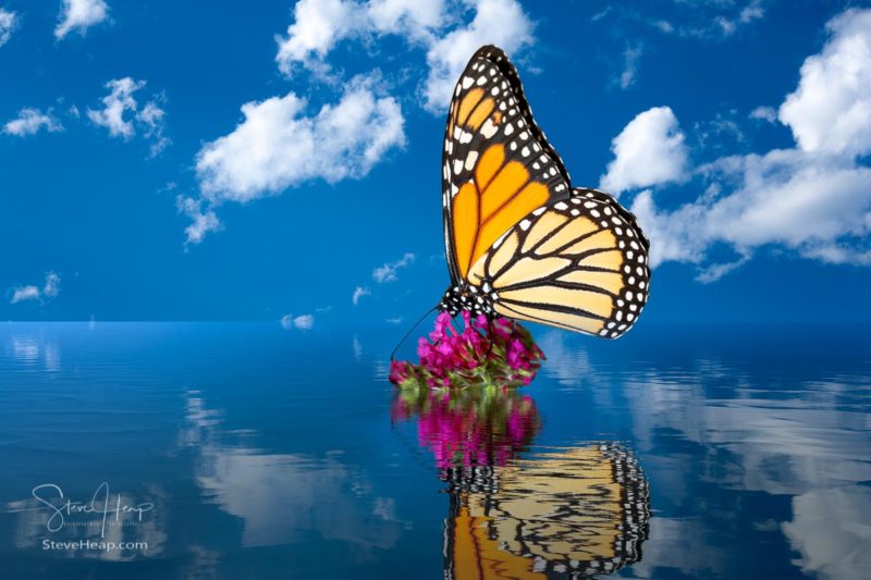 Concept of global warming with sea level rise due to climate change covering the remaining flower with Monarch butterfly feeding on it
