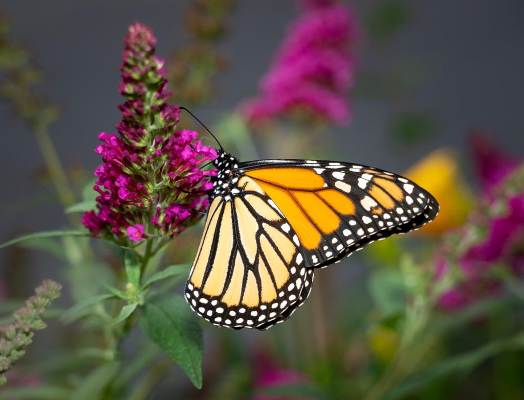 Beautiful orange and yellow monarch butterfly feeding on the plants in a domestic garden. Prints available in my store