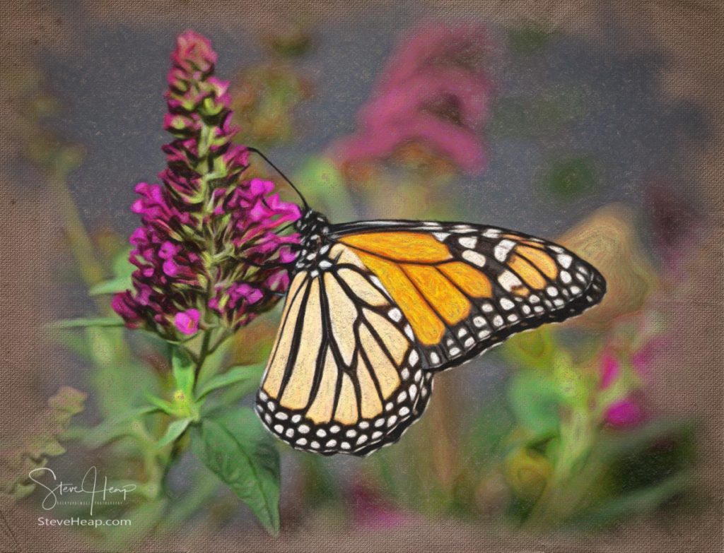 Crayon sketch of a beautiful orange and yellow monarch butterfly feeding on the plants in a domestic garden. Prints available in my store