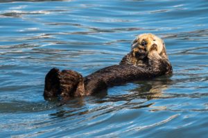 Wildlife Cruise around Seward Alaska