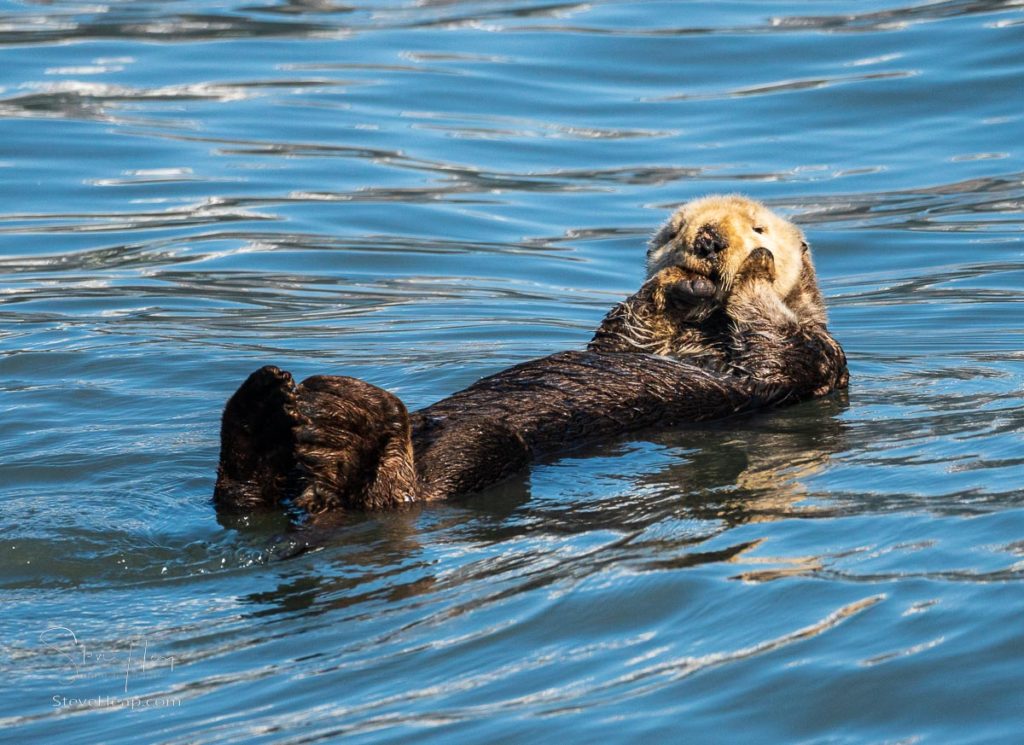 Oh dear - what have I forgotten - sea otter in a pensive pose in the waters off Seward in Alaska