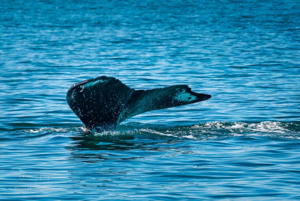 Tail of a sperm whale about to disappear under the water.