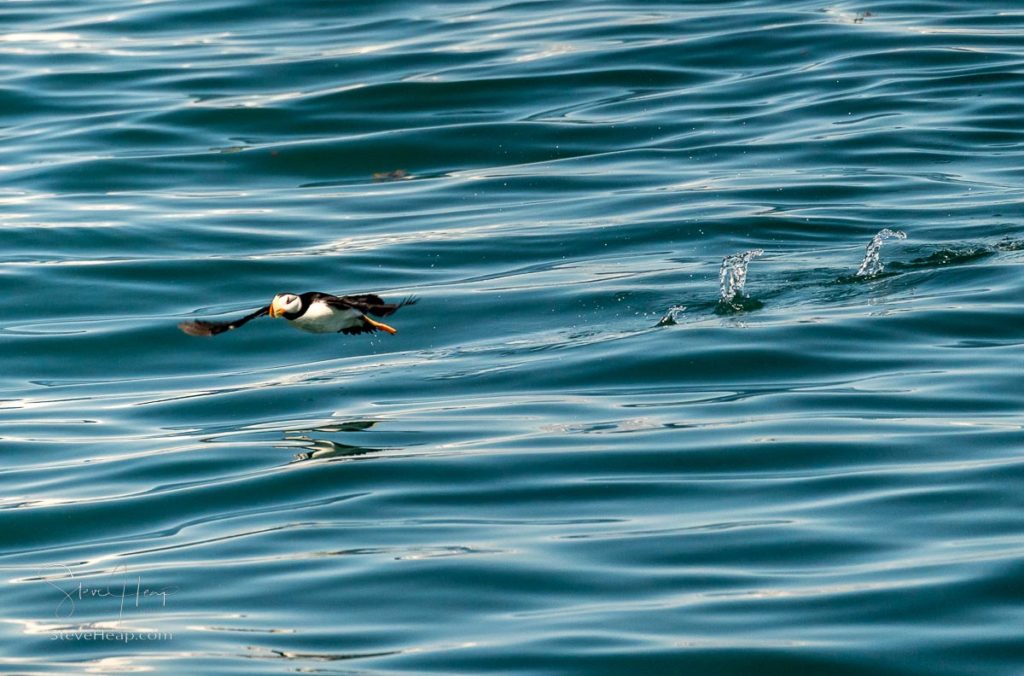 Single puffin taking off from the ocean in Resurrection Bay near Seward in Alaska. Prints available online here