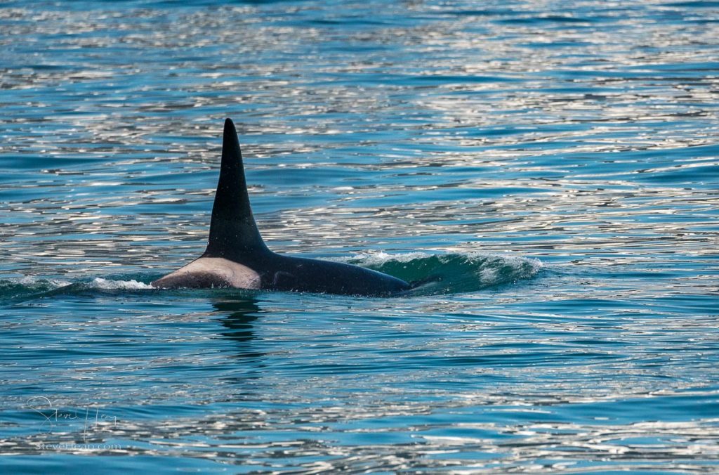 Dark fin of orca whale cutting through the water of Resurrection Bay Seward Alaska