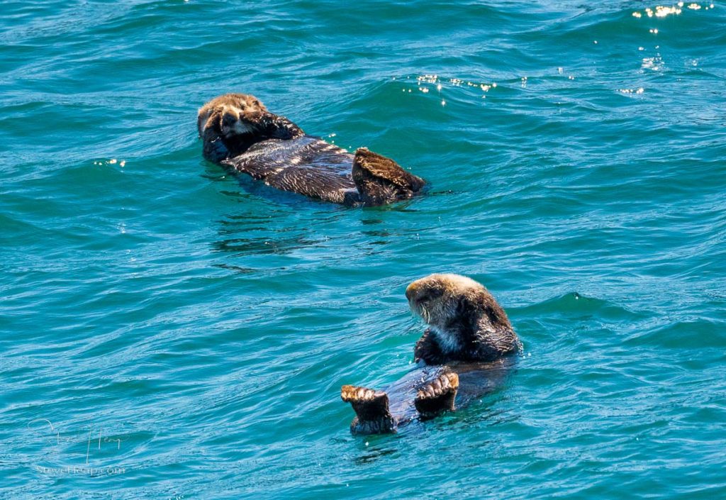 Two sea otters just chillin' in the frigid waters of Resurrection Bay near Seward in Alaska