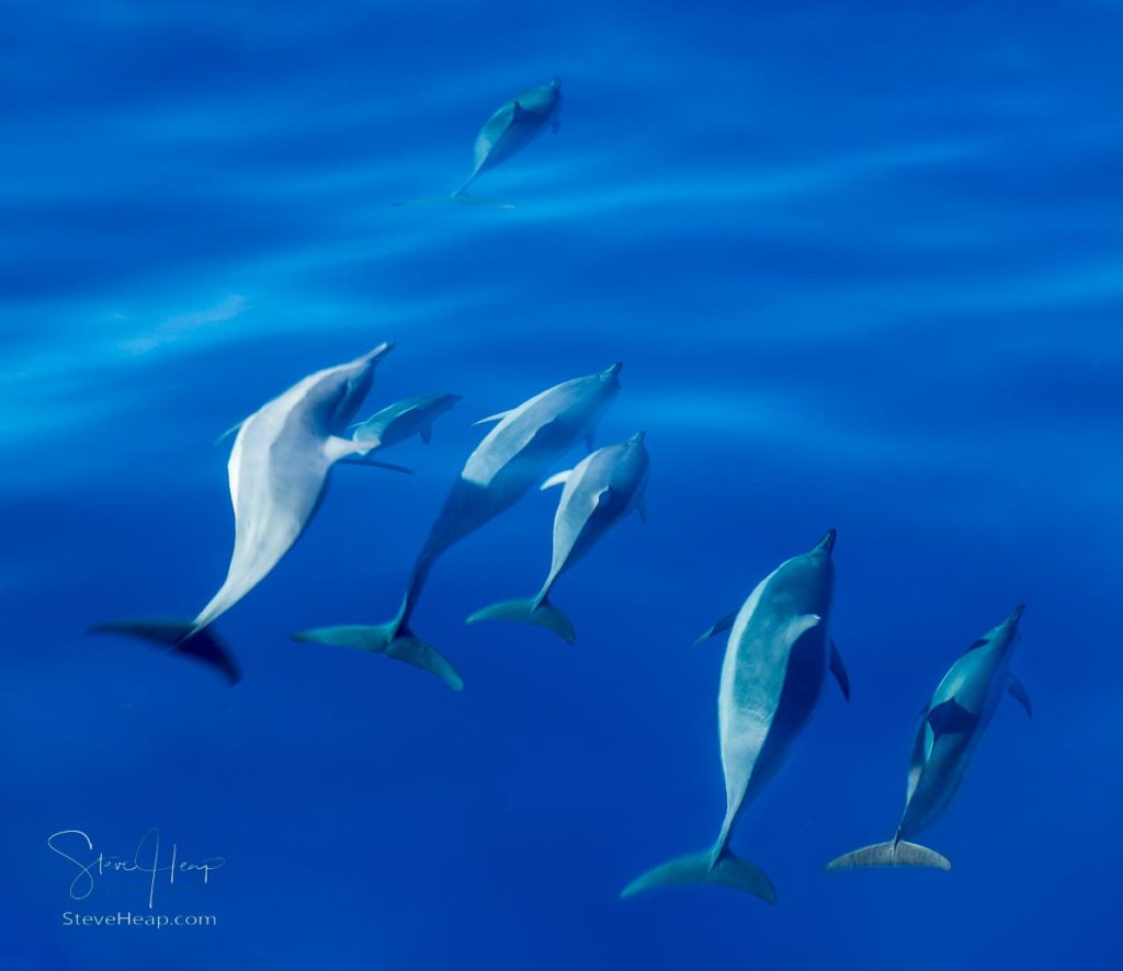 Group of Spinner dolphins swimming close to the surface of the bright blue clear ocean off the coast of Kauai in Hawaii. Prints available online here