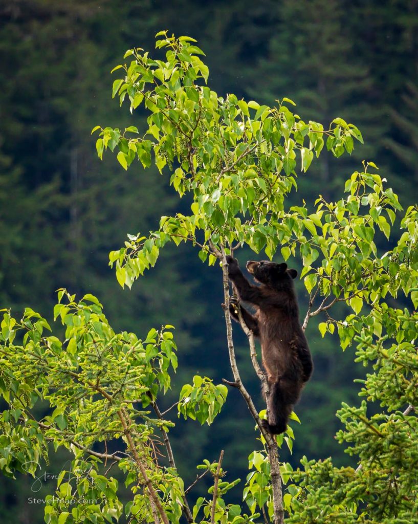 Brown or perhaps black bear cub climbing high into a tree in search of new foliage to eat in Alaska. Prints available in my online store