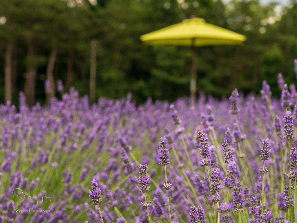 Lavender field with yellow sun umbrella in the background