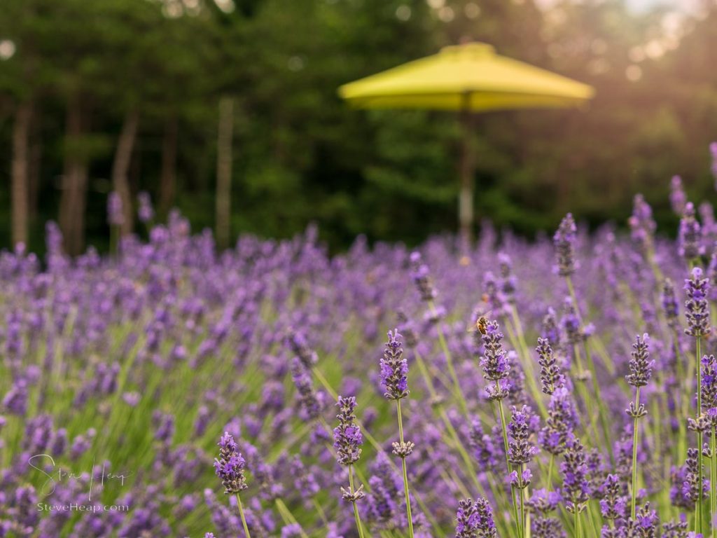 Lavender plants in blossom cultivated in a small farm in Maryland as sun shines over the trees. Prints available in my online store