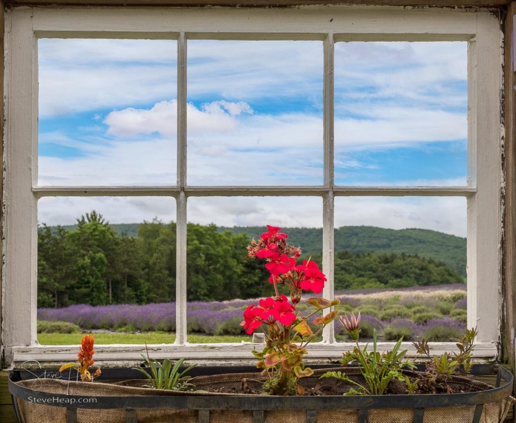 View through an old farmhouse cottage window at lavender plants in blossom cultivated in a small farm in Maryland. Prints in my online store