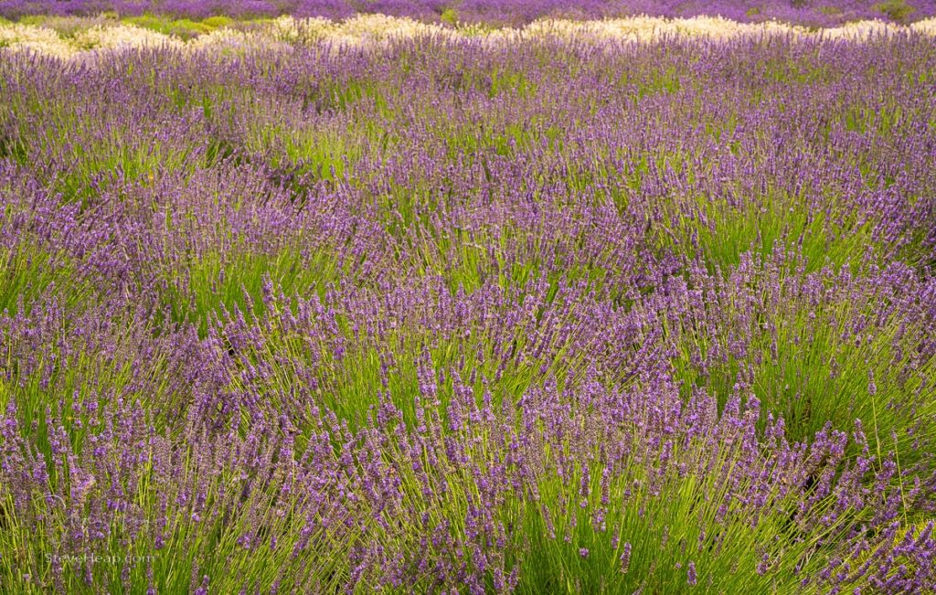 Lavender plants in blossom cultivated in a small farm in Maryland. Prints available in my online store