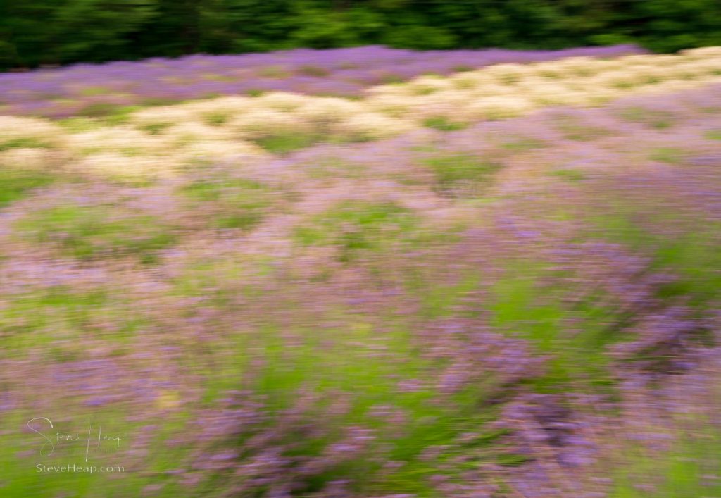 Lavender plants in blossom cultivated in a small farm in Maryland with intentional blur to focus on the colors. Prints in my online store