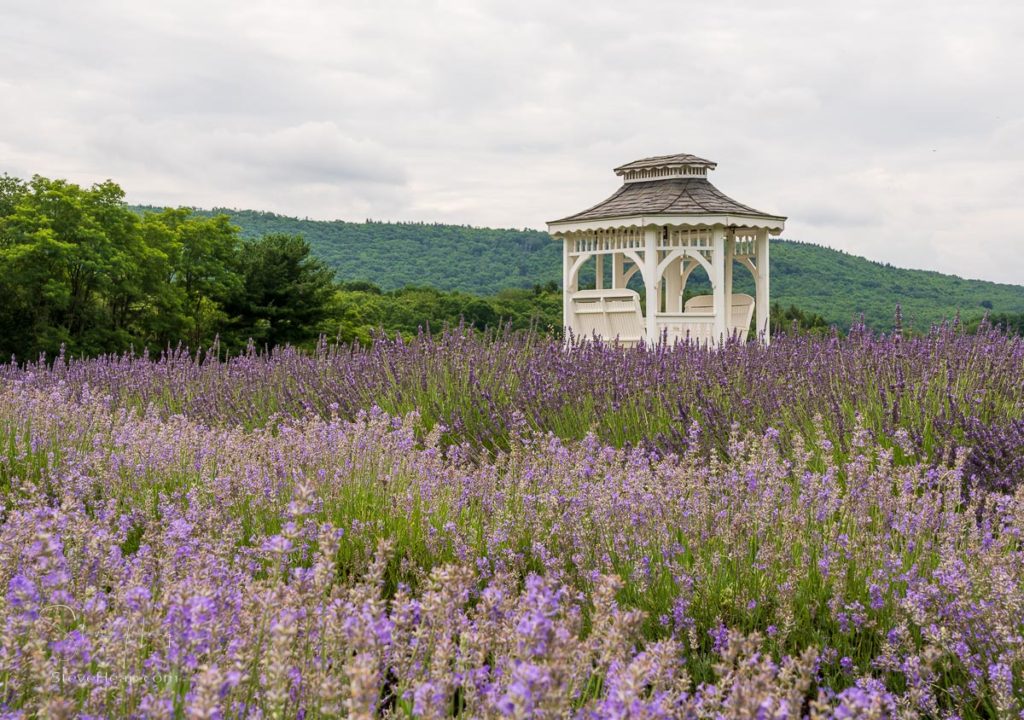 Pergola behind rows of different variants of lavender