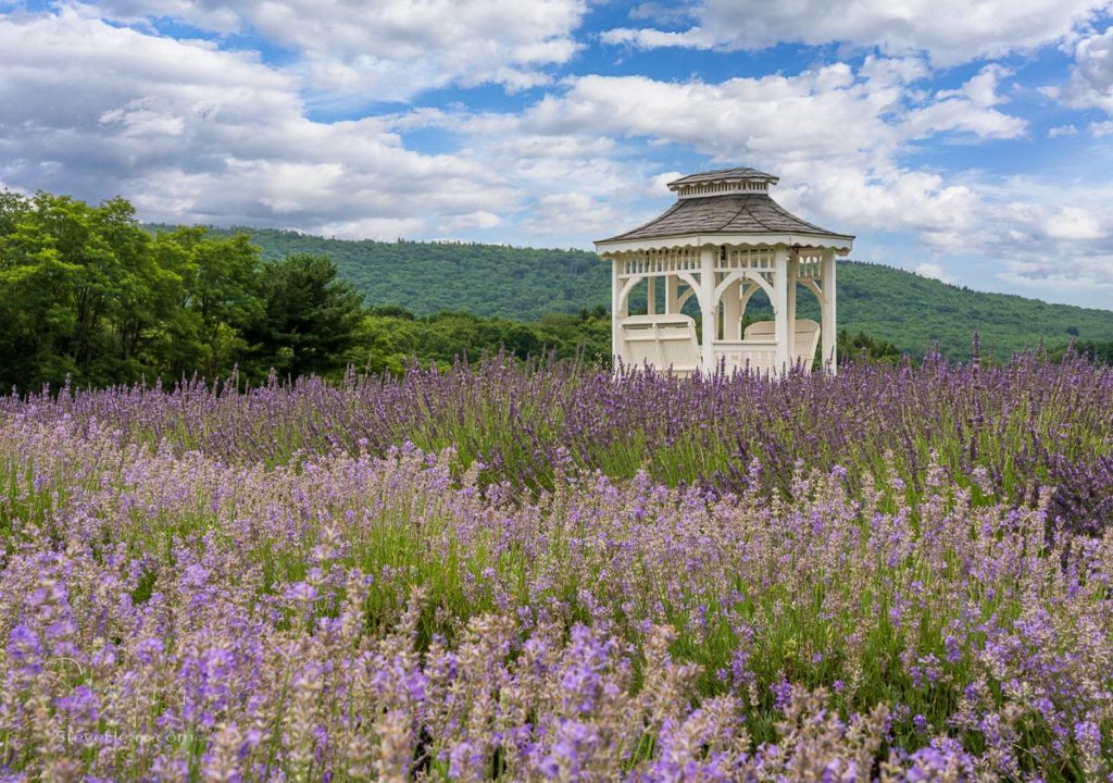 Lavender plants in blossom cultivated in a small farm in Maryland with white gazebo offering shade and relaxation. Prints in my online store