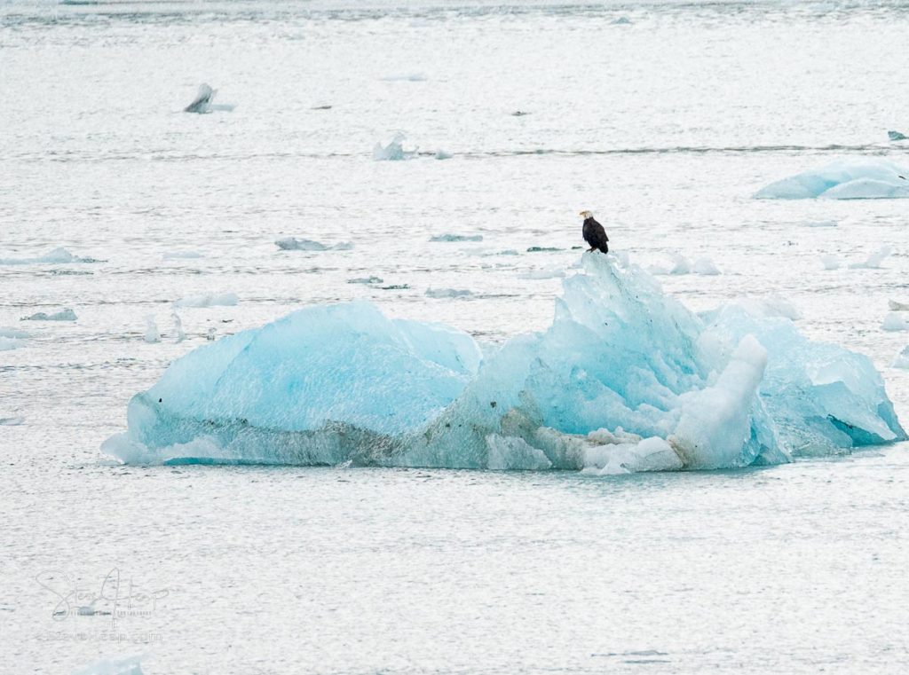 Eagle sitting on iceberg calved from the Hubbard Glacier as it floats out to sea