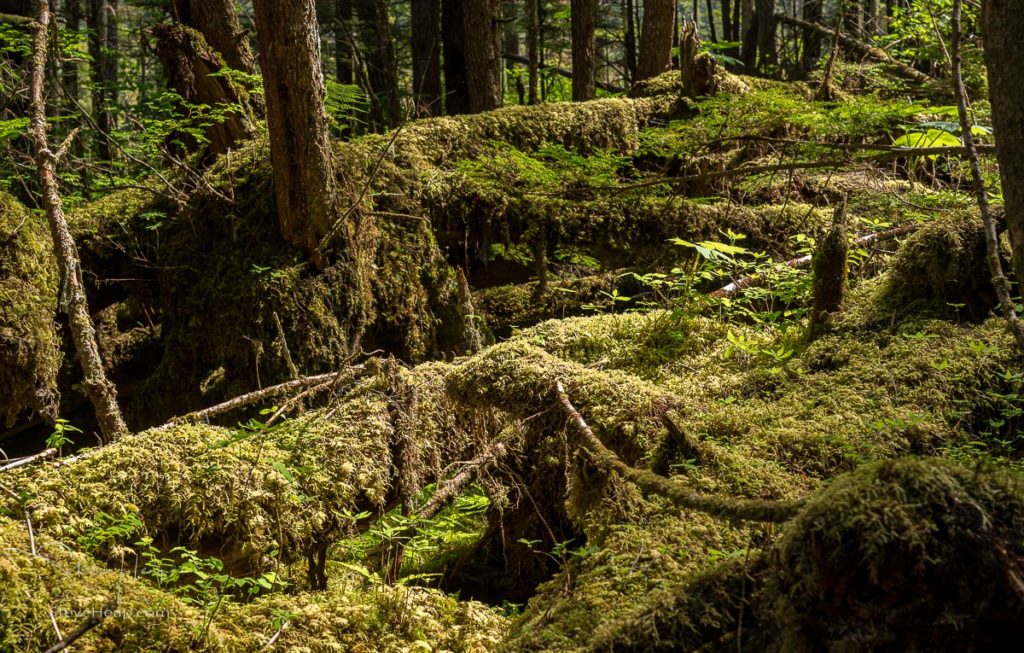 Moss and plants cover the ground in temperate rain forest at Icy Strait Point in Alaska. Prints available in my online store