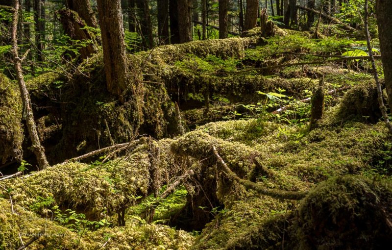 Moss and plants cover the ground in temperate rain forest at Icy Strait Point in Alaska