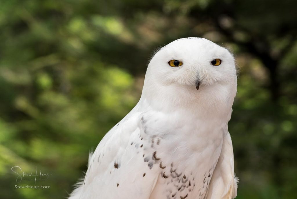 Close shot of head of a snowy owl against a backdrop of a green forest in summer in Alaska. Prints available in my online store