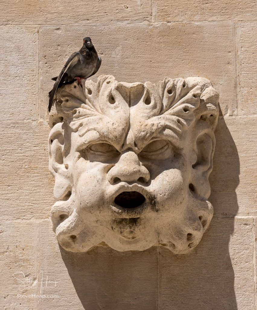 Pigeon sitting on carved face of rainwater spout in the old town of Dubrovnik in Croatia. Prints in my online store