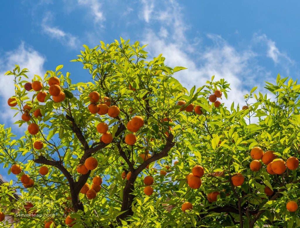 Oranges and orange tree in Franciscan Monastery in the old town of Dubrovnik in Croatia. Prints in my store