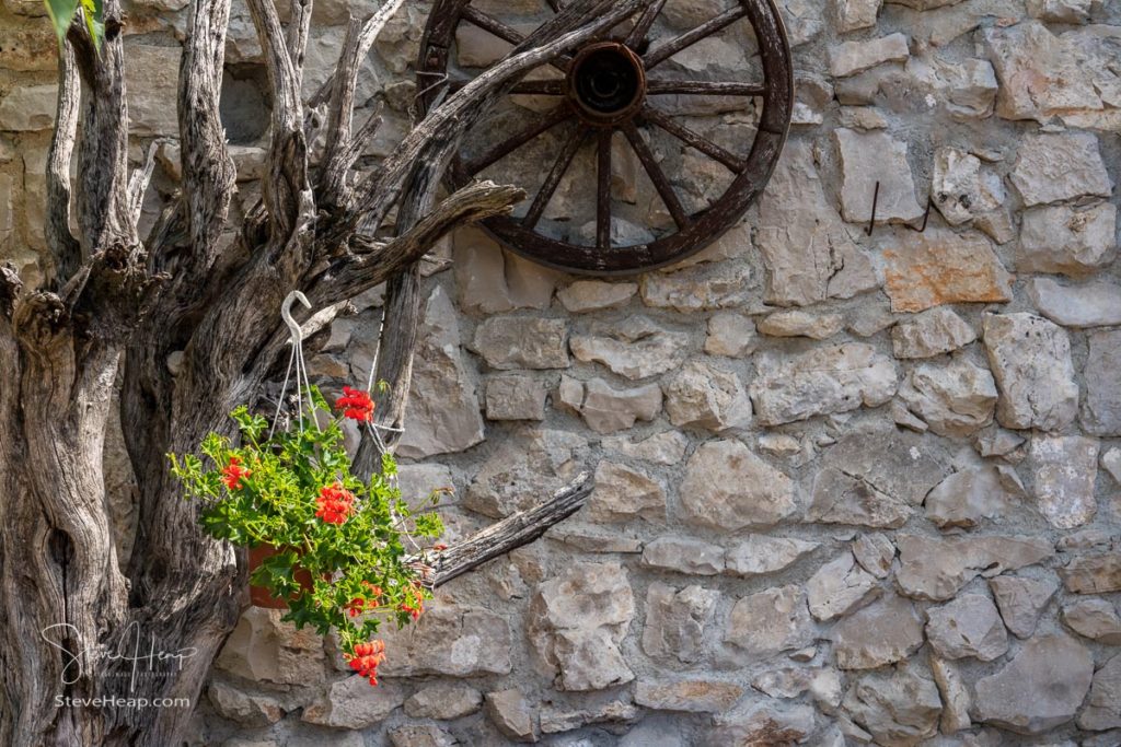 Dead tree branches and cartwheel on stone farmhouse wall with red geranium flowers. Prints available in my online store