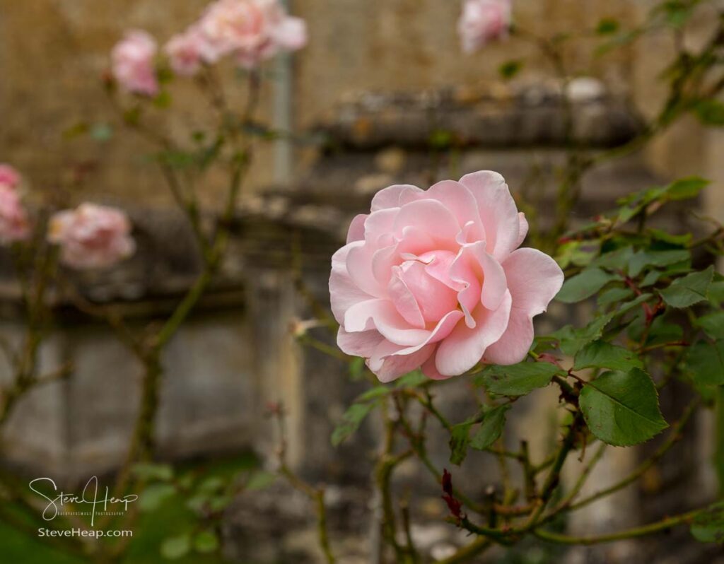 Pink rose blossom in graveyard in St Mary Parish Church in Bibury. Prints in my online store