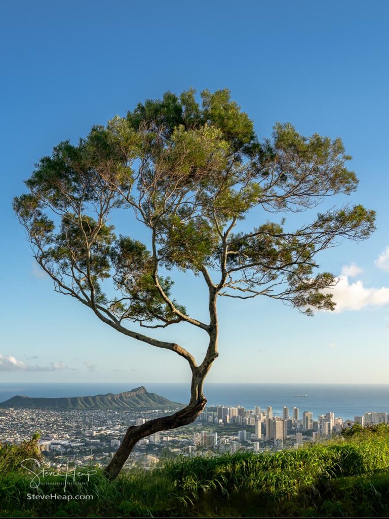 Trees frame panorama over Waikiki, Honolulu and Diamond Head from the Tantalus Overlook on Oahu, Hawaii. Prints available here