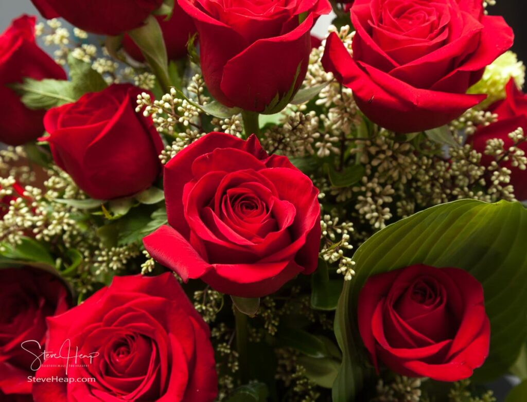 Detailed close shot of velvet red roses in romantic Valentine's Day or birthday bouquet